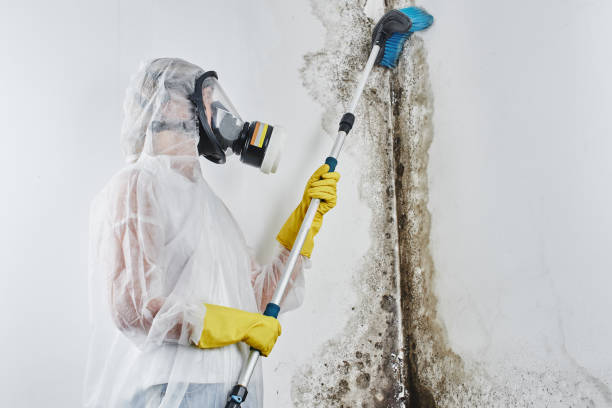 Environmental Consulting for Mold Prevention in Elmsford, NY